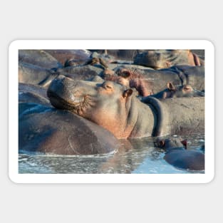 Hippo at Rest in Water with Friends Sticker